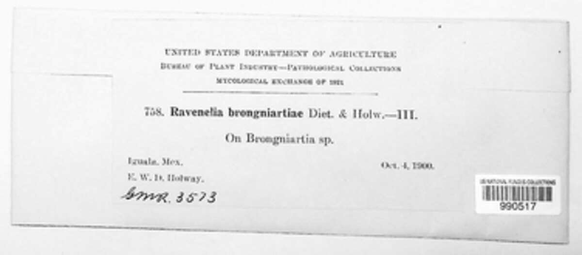 Ravenelia brongniartiae image